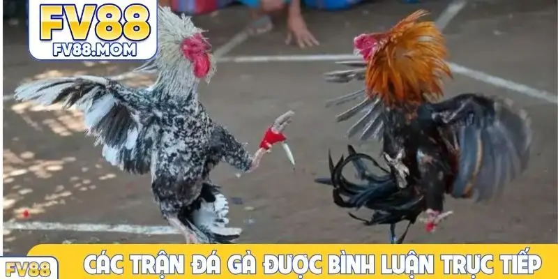Các trận đá gà được bình luận trực tiếp